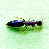 Parásito de la carcoma de la madera Scleroderma domestica (Hymenoptera, Bethylidae)