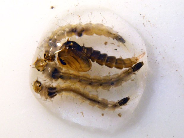larva-aedes-albopictus-desinsectador-02