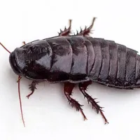 Las termitas son cucarachas eusociales